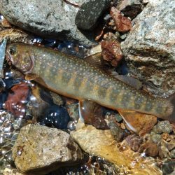 フライ名人とイワナの谷へ